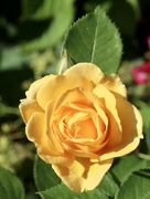 10th Aug 2024 - Yellow rose 