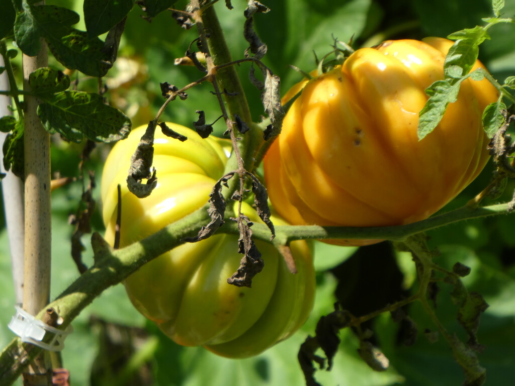 “Orange Accordian” Tomato by mtb24