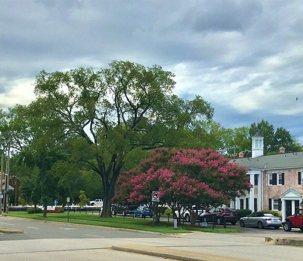 Two Beautiful Trees by allie912