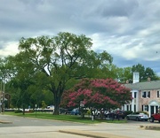 11th Aug 2024 - Two Beautiful Trees