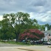 Two Beautiful Trees by allie912