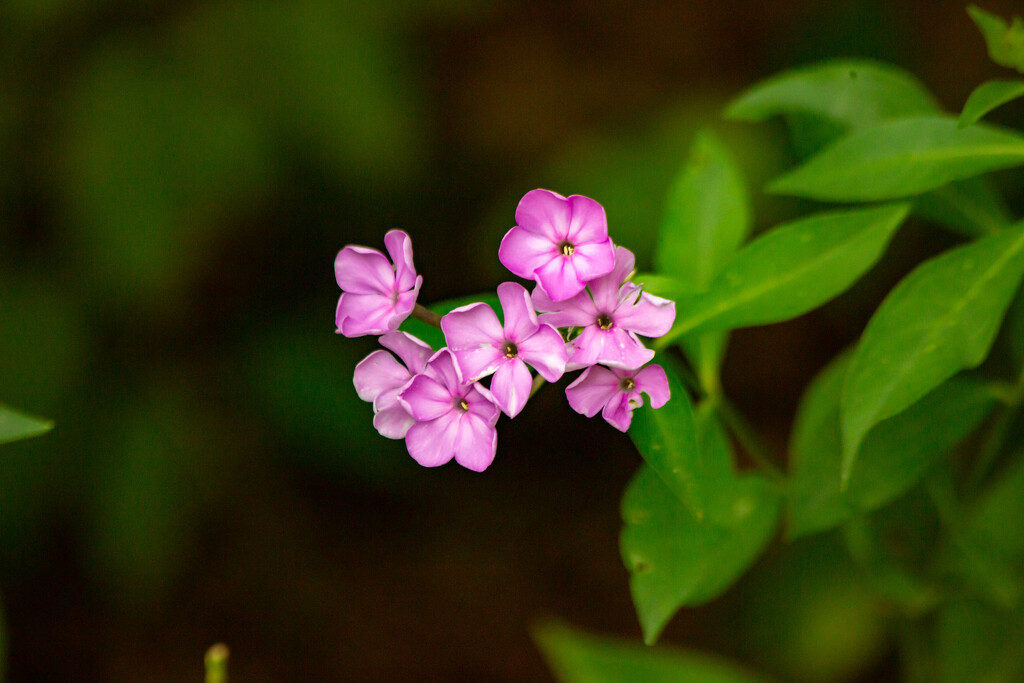 Phlox by frodob