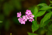 11th Aug 2024 - Phlox