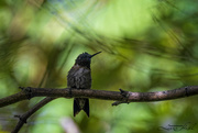 10th Aug 2024 - Ruby-Throated Hummingbird