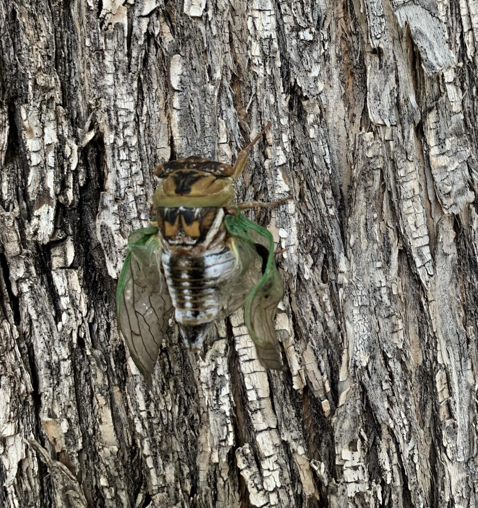 Neotibiicen Linnei / cicada  by illinilass