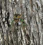 10th Aug 2024 - Neotibiicen Linnei / cicada 