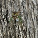 Neotibiicen Linnei / cicada  by illinilass