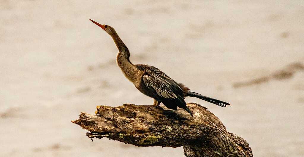 Anhinga Taking a Break! by rickster549