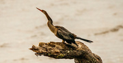 10th Aug 2024 - Anhinga Taking a Break!