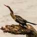 Anhinga Taking a Break! by rickster549