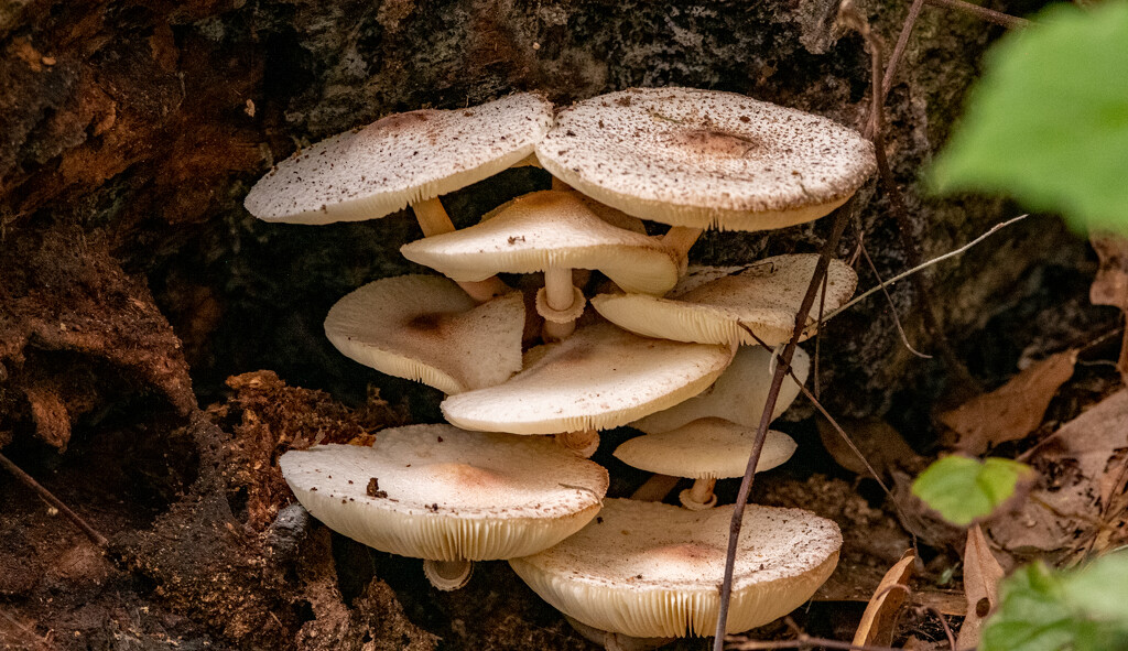 Found a Clump of Mushrooms! by rickster549