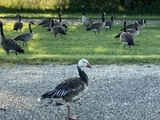 10th Aug 2024 - Anser caerulescens