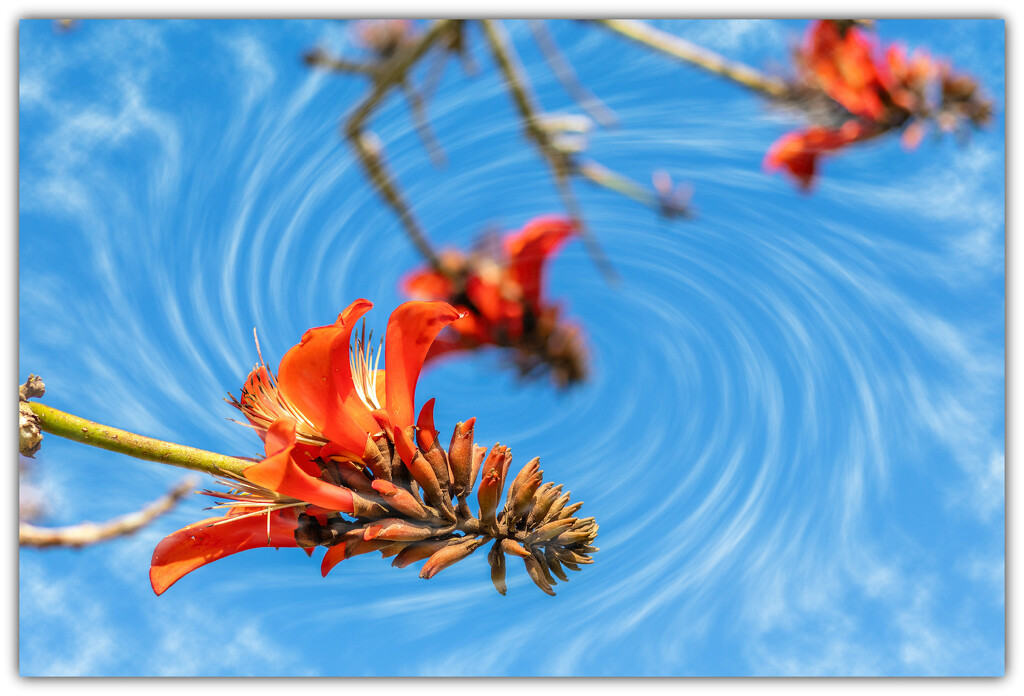 Windswept blooms by ludwigsdiana