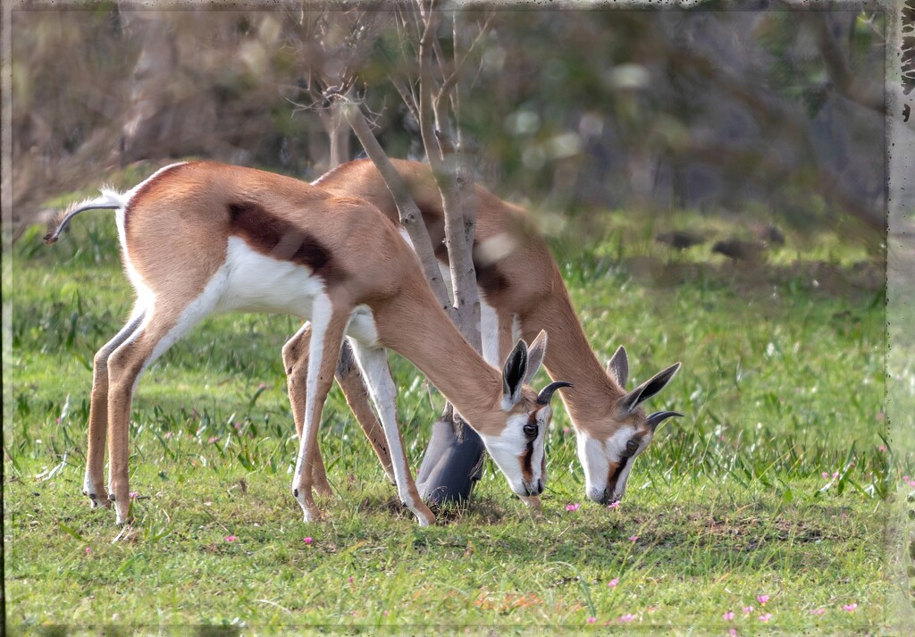 Enjoying fresh grass by ludwigsdiana