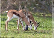 11th Aug 2024 - Enjoying fresh grass