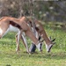 Enjoying fresh grass by ludwigsdiana