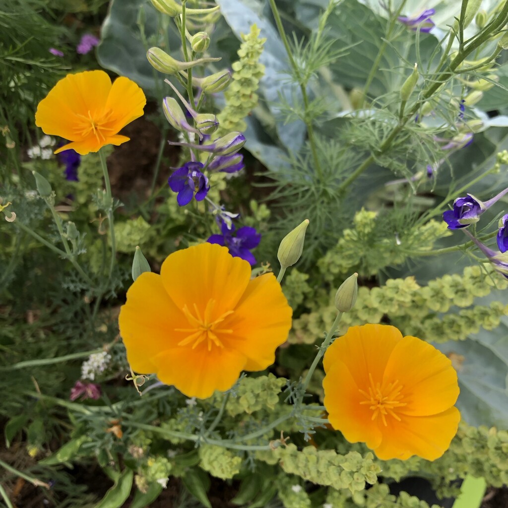 Garden Poppies  by dailypix