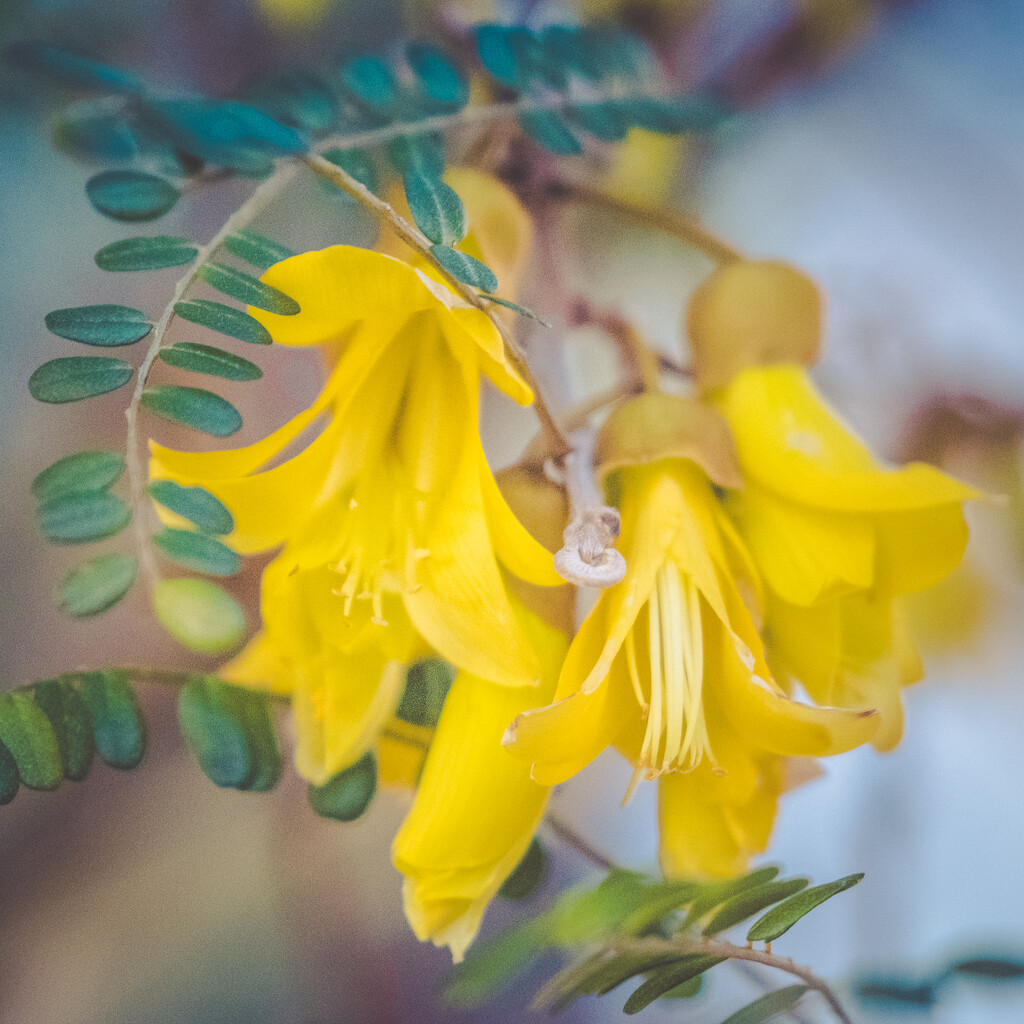 Kowhai by helenw2