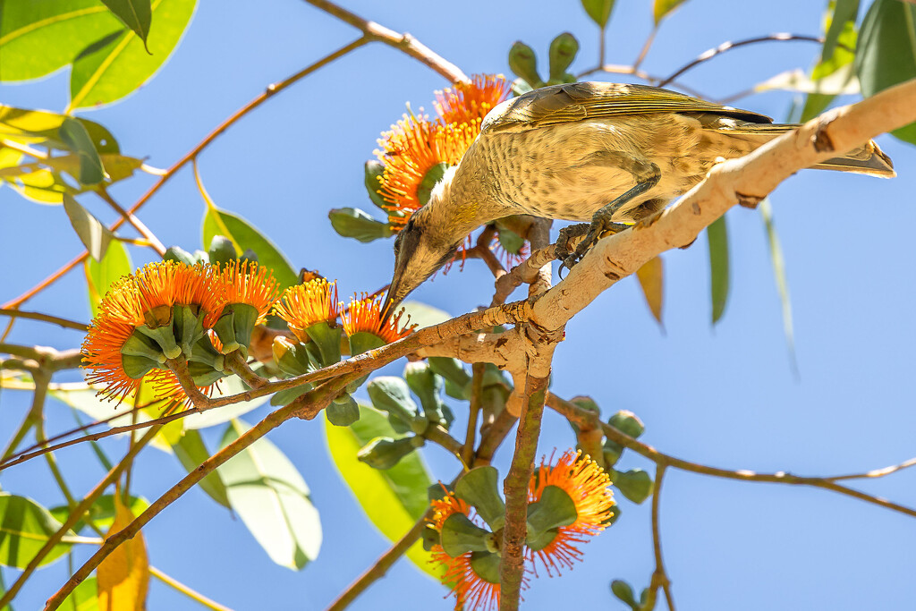 Blue faced honey eater by pusspup