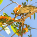 Blue faced honey eater by pusspup