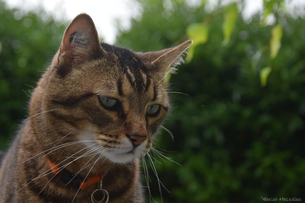 a good boy in the garden by parisouailleurs