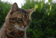 9th Aug 2024 - a good boy in the garden