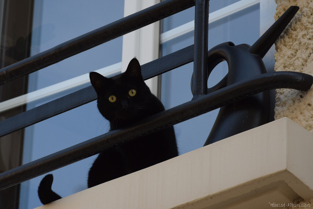 Black cat  by parisouailleurs