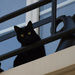 Black cat  by parisouailleurs