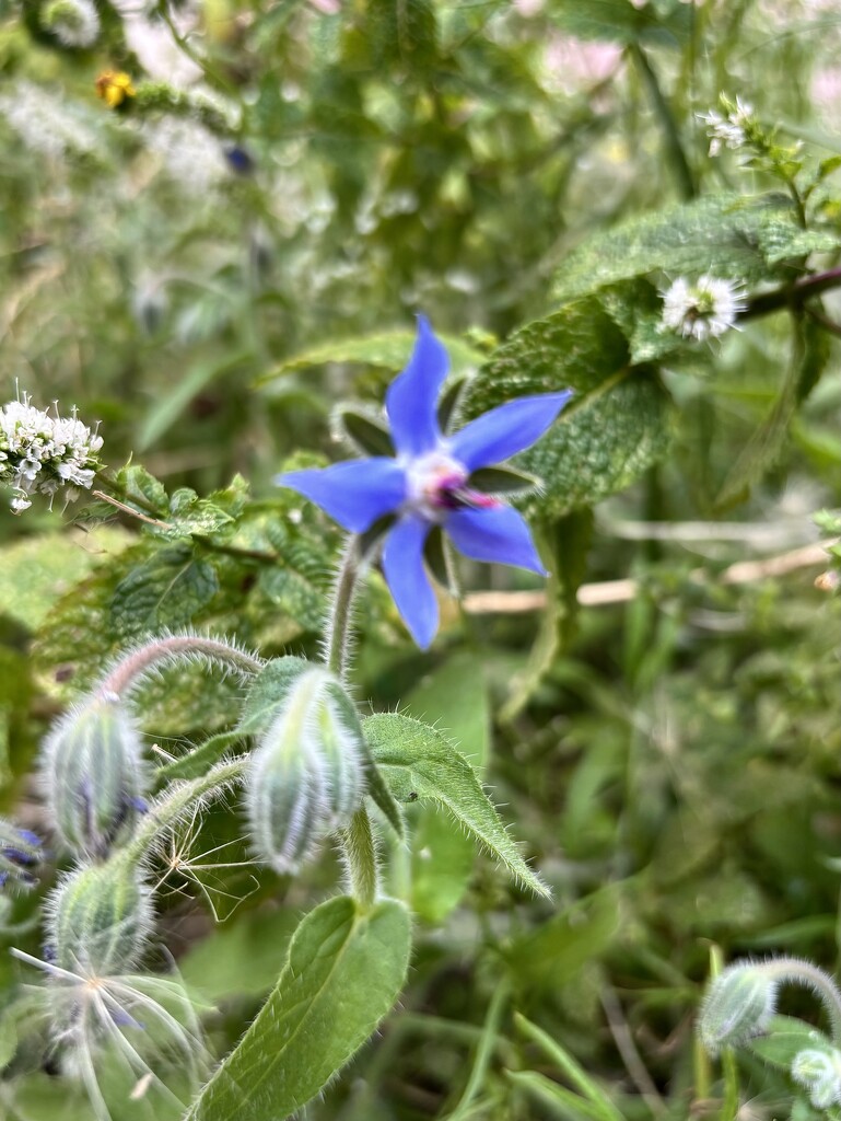 I adore this tiny flower… by beverley365