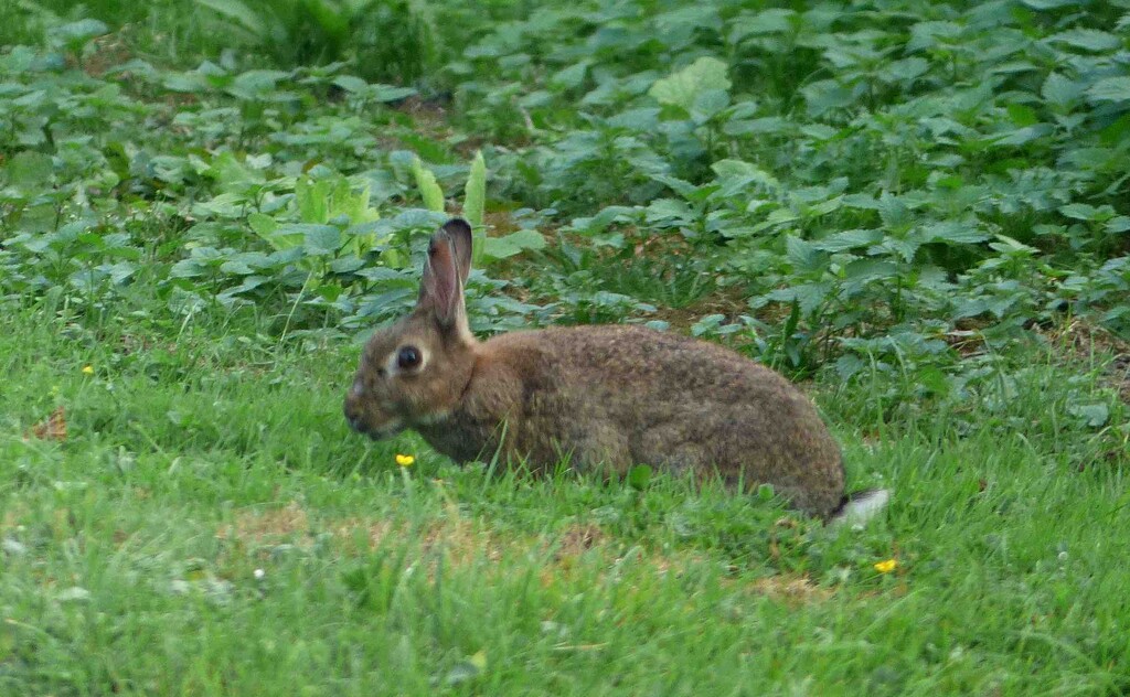 Rabbit by arkensiel