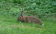 10th Aug 2024 - Rabbit