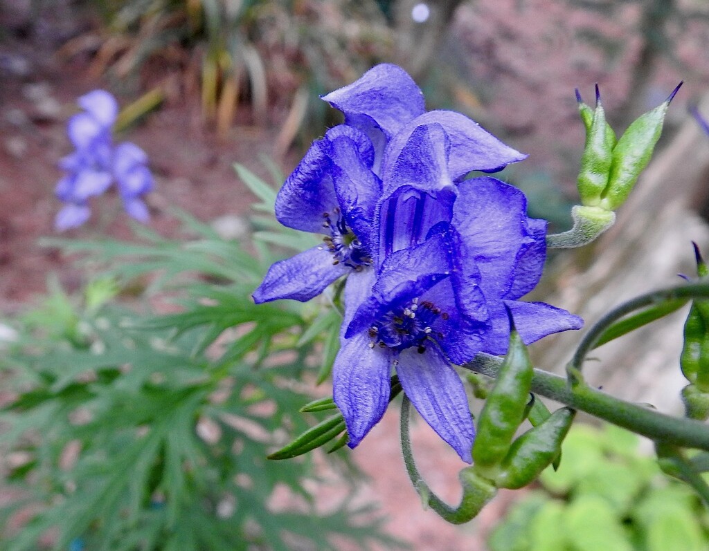 Monkshood by sunnygreenwood