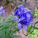 Monkshood by sunnygreenwood