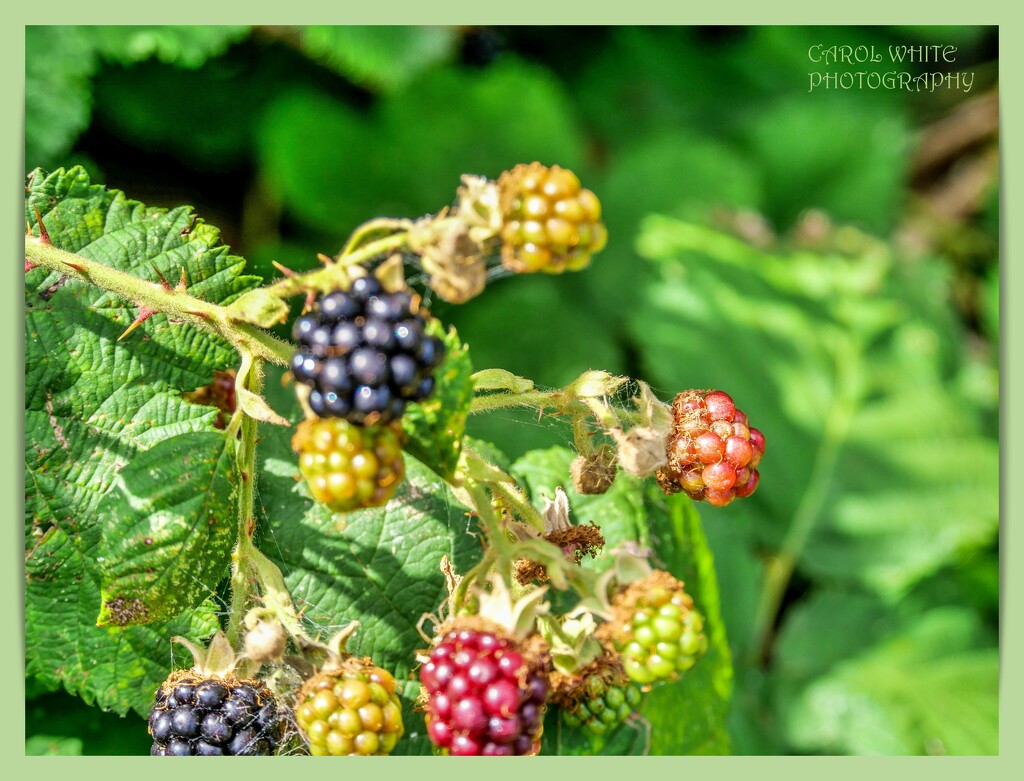 Ripening Blackberries by carolmw