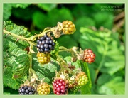 11th Aug 2024 - Ripening Blackberries