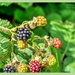 Ripening Blackberries