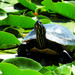 Turtle  by seattlite