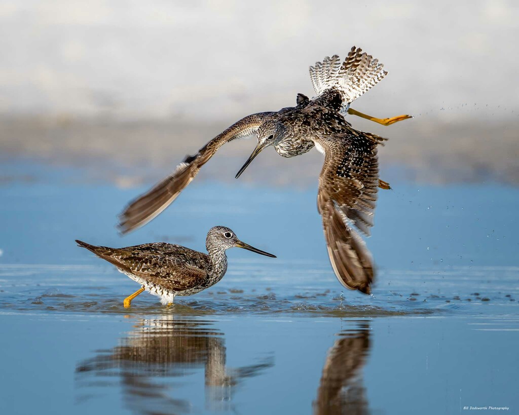 Attack from above by photographycrazy