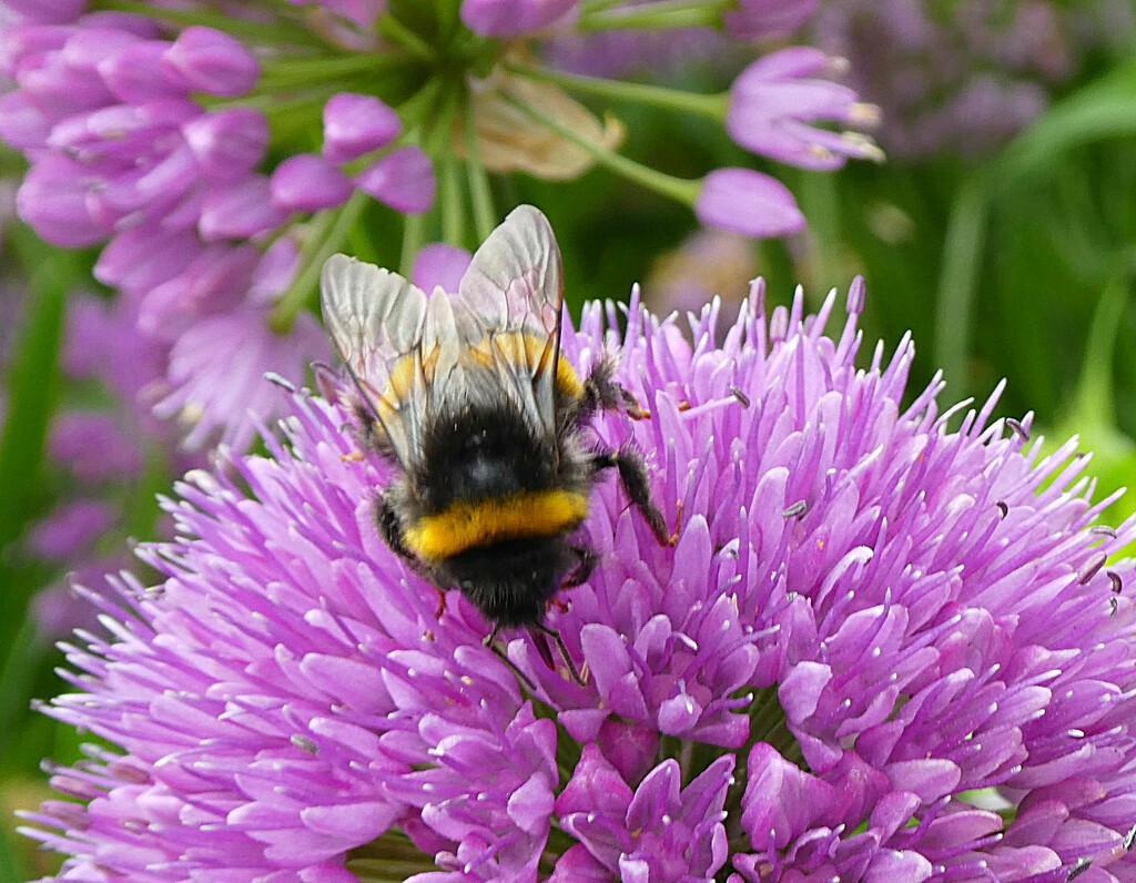 Busy Bee. by wendyfrost