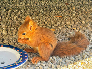 10th Aug 2024 - Squirrel. 