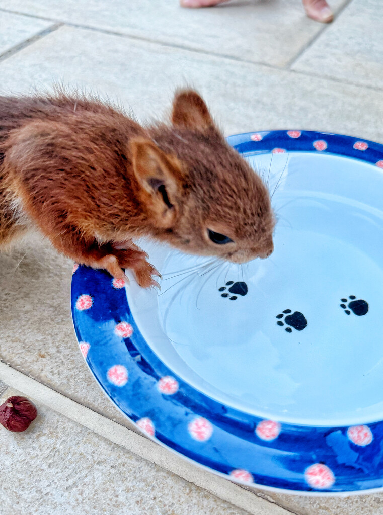 Thirsty squirrel.  by cocobella