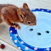 Thirsty squirrel.  by cocobella