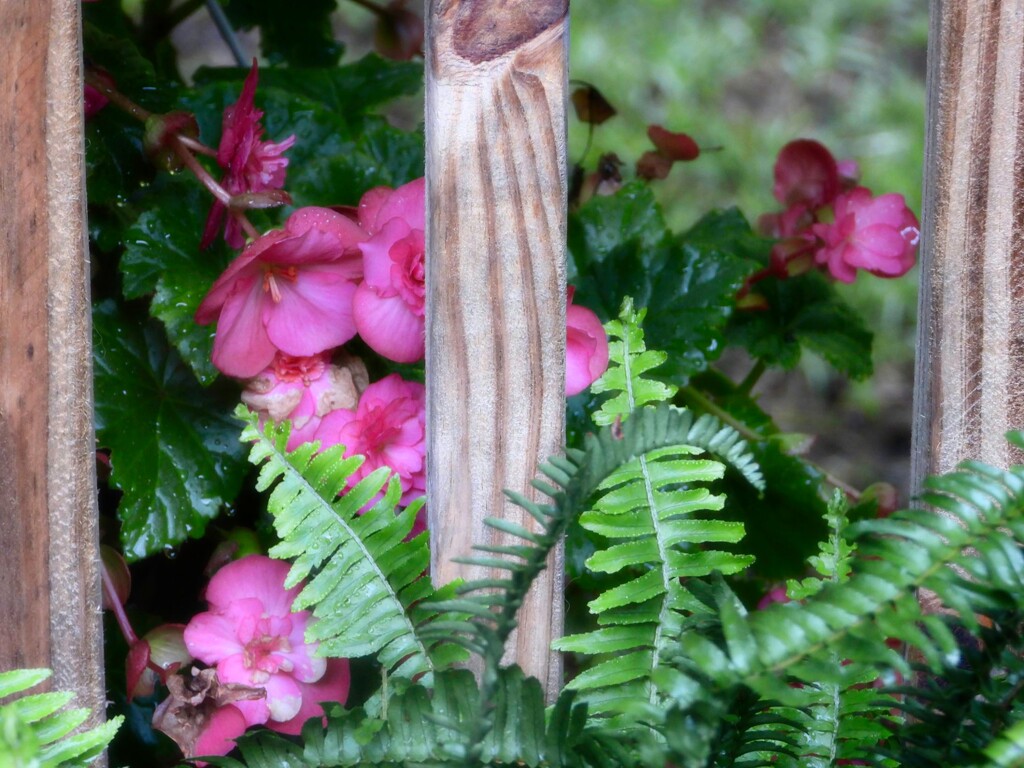 Begonia blooms and fern fronds... by marlboromaam