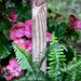 Begonia blooms and fern fronds... by marlboromaam