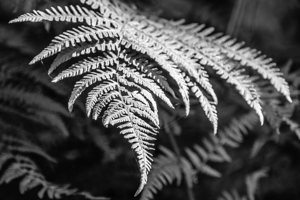 Ferns in the Morning Light by tosee