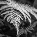 Ferns in the Morning Light by tosee