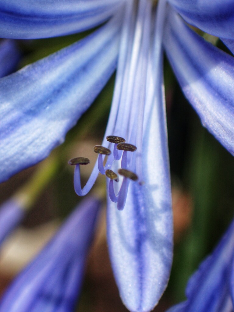 Agapanthus by mattjcuk