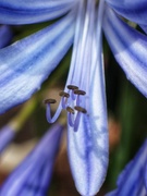 11th Aug 2024 - Agapanthus