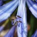 Agapanthus by mattjcuk