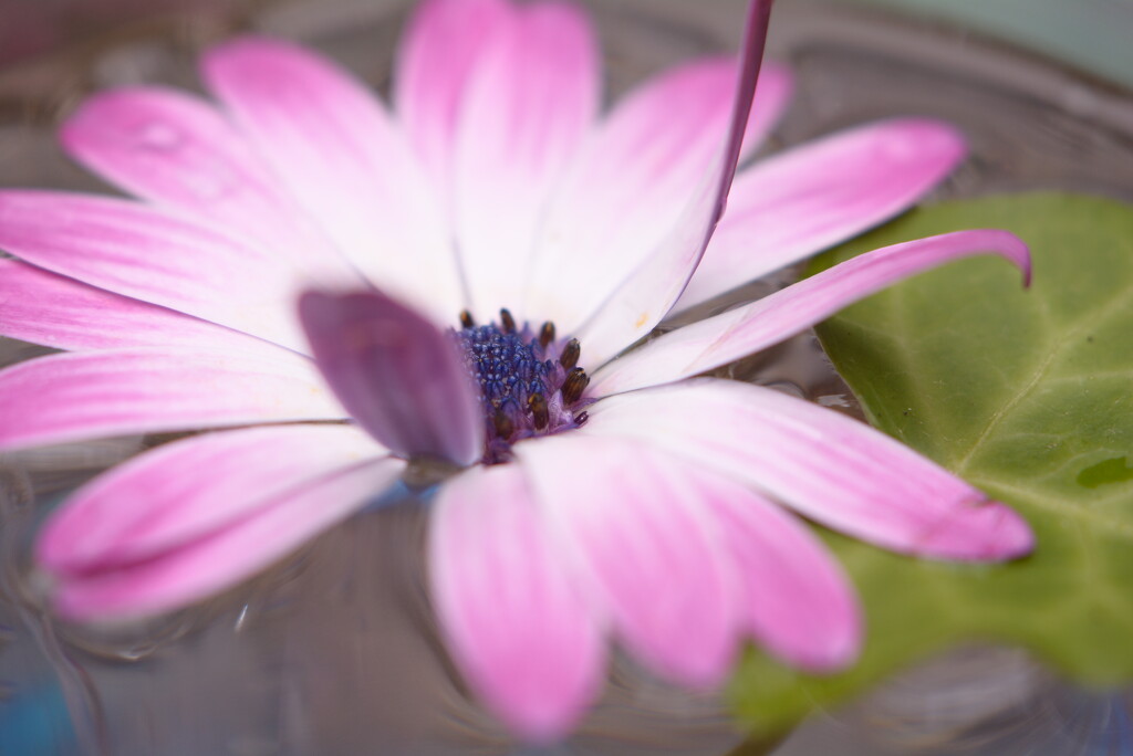 African daisy~~~~~ by ziggy77